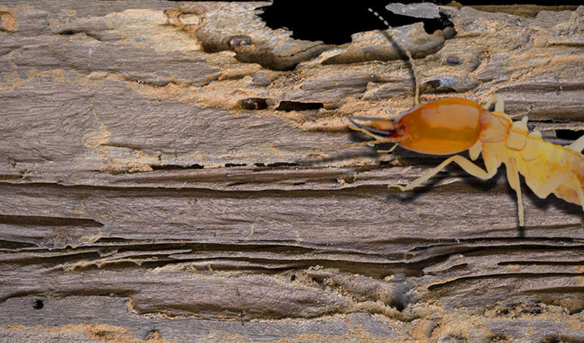 WDO/Termite Inspection
